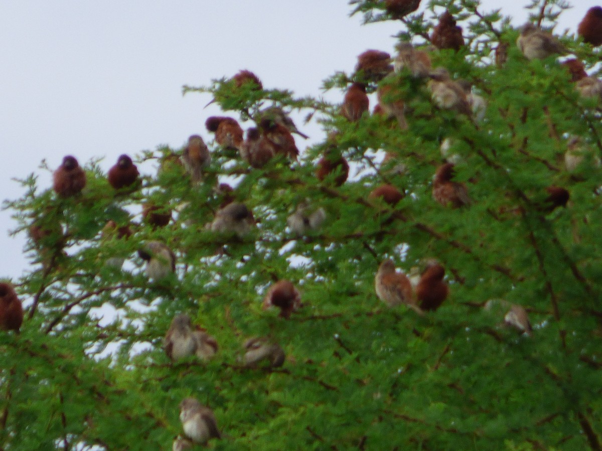 Chestnut Sparrow - ML52496671