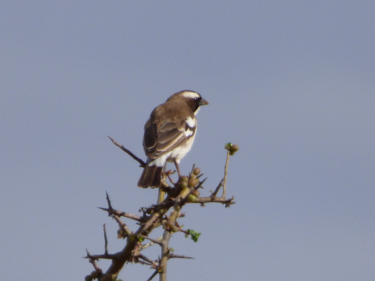 White-browed Sparrow-Weaver - ML52496701