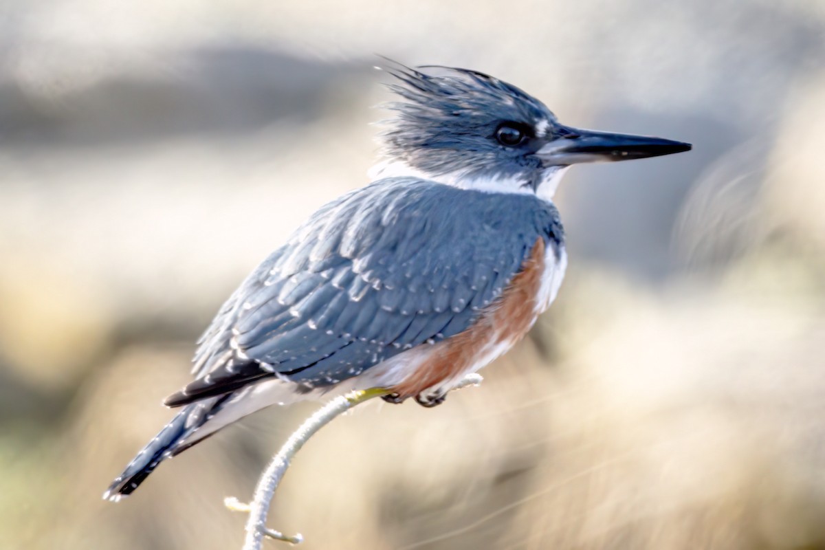 Belted Kingfisher - ML524967021