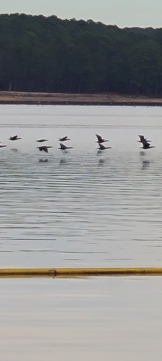 Double-crested Cormorant - ML524967611