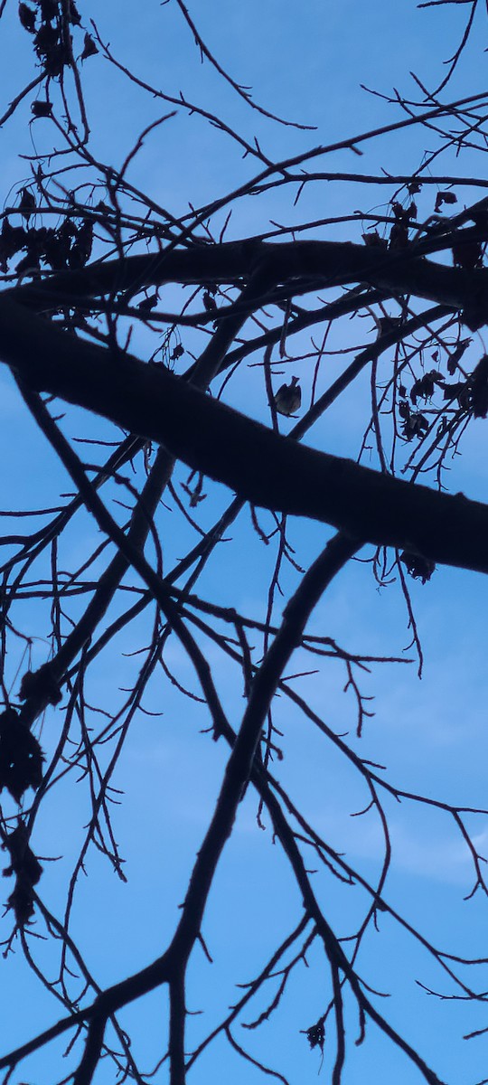 Ruby-crowned Kinglet - ML524967791
