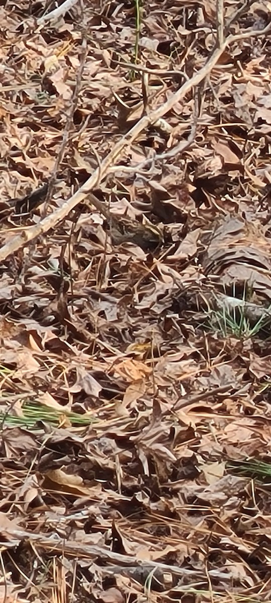 White-throated Sparrow - ML524967961