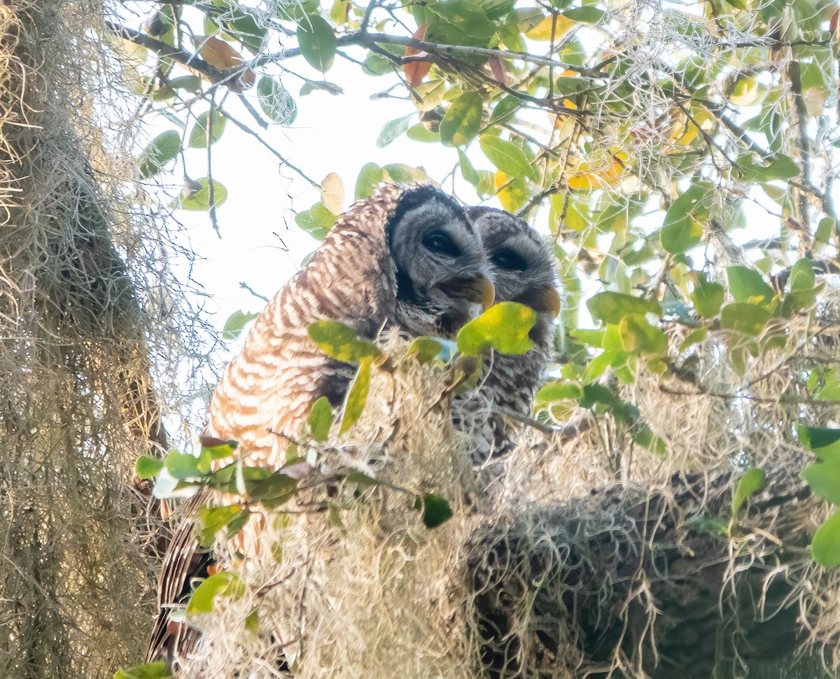 Barred Owl - ML524967971