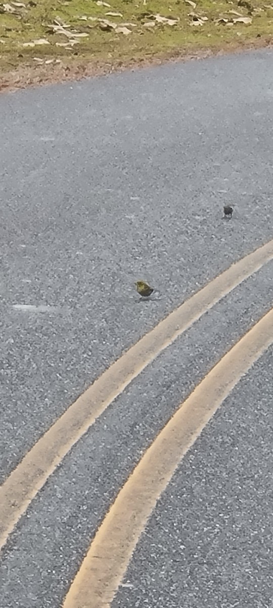 Pine Warbler - ML524968011
