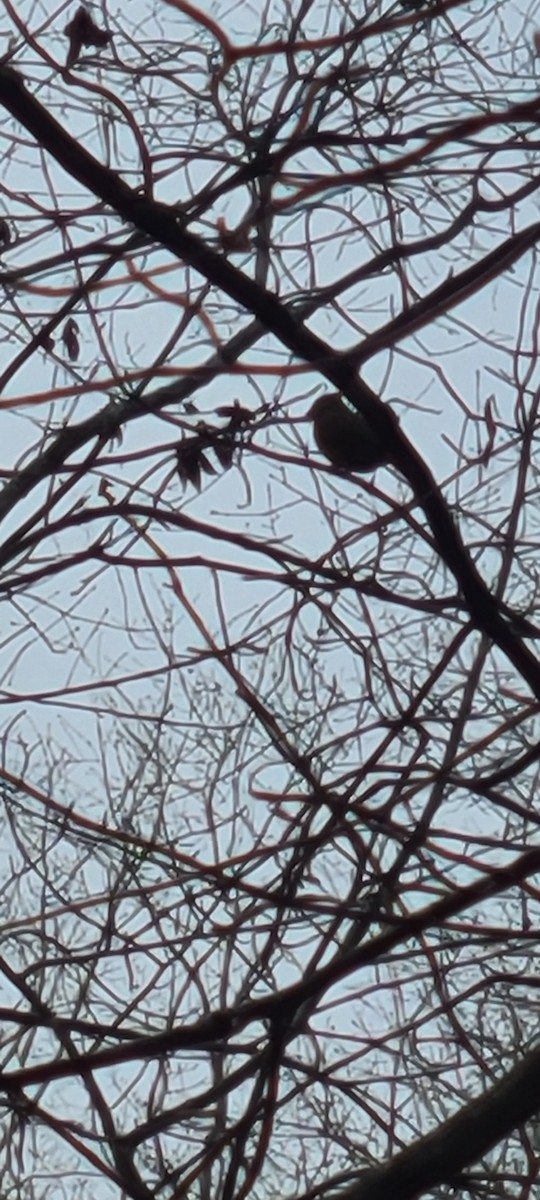 Northern Cardinal - ML524968261
