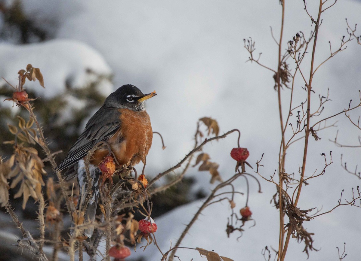 American Robin - ML524968691