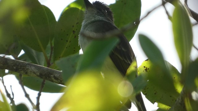 Puerto Rican Flycatcher - ML524968821