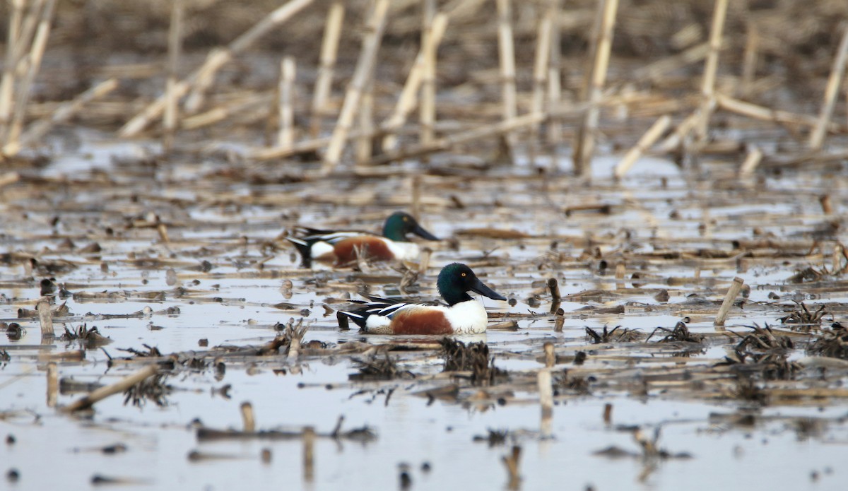 Northern Shoveler - Susan Zelek
