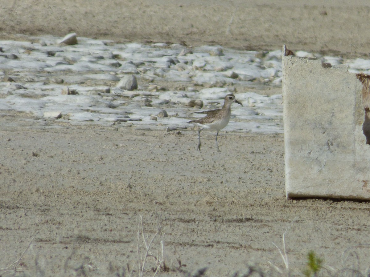 Black-bellied Plover - Tarra Lindo