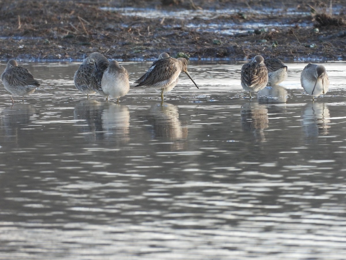 Long-billed Dowitcher - Colby Neuman