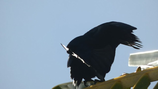 Greater Antillean Grackle - ML524972471