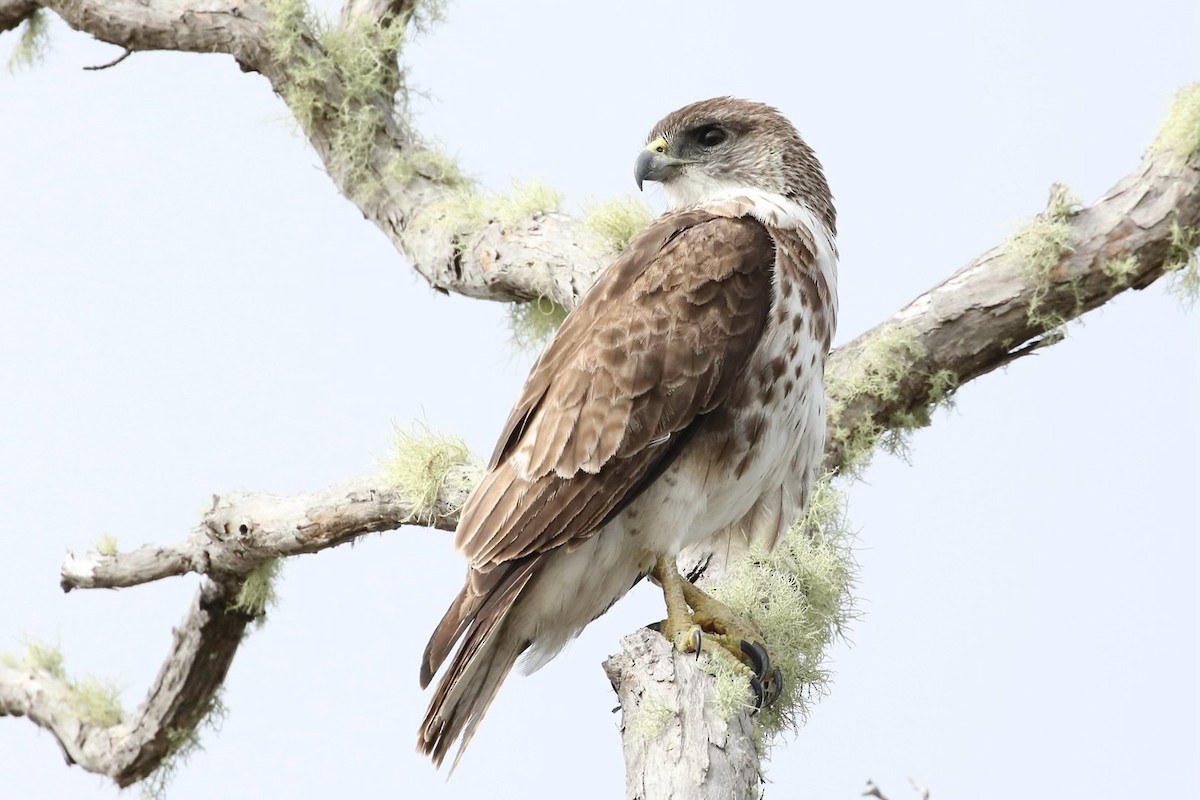 Hawaiian Hawk - Ellen Schwenne