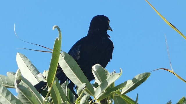 Greater Antillean Grackle - ML524972561