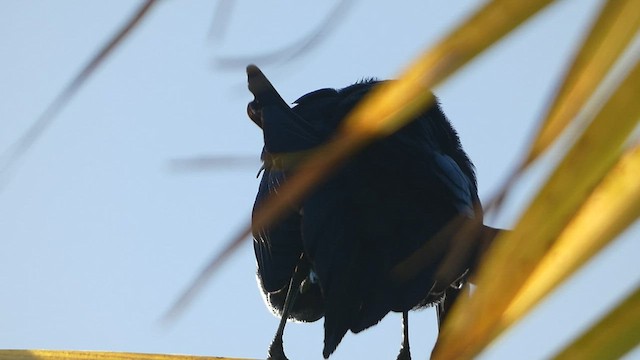 Greater Antillean Grackle - ML524972581