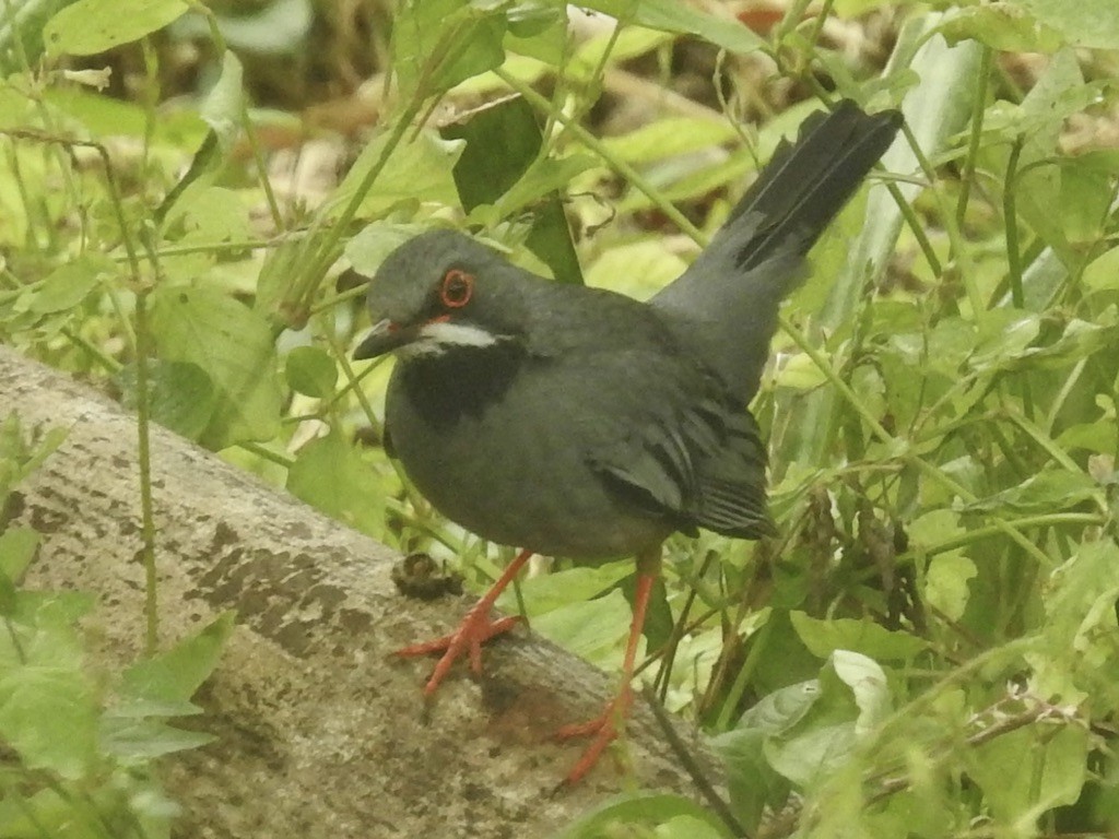 Red-legged Thrush - ML524972721