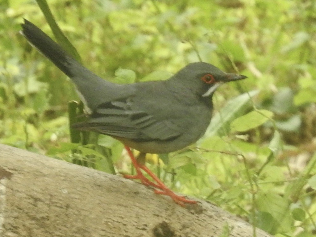 Red-legged Thrush - ML524972791