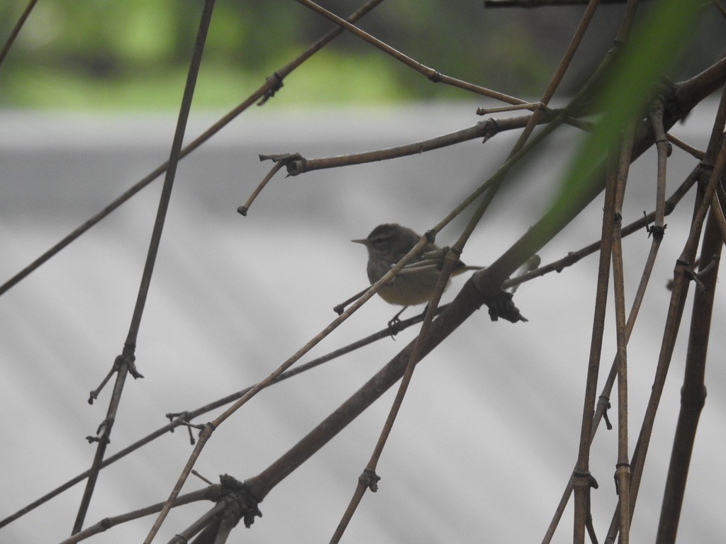 Palm Warbler - ML524972851