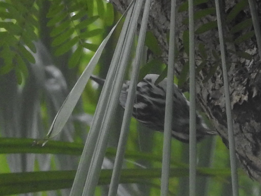 Black-and-white Warbler - ML524972921