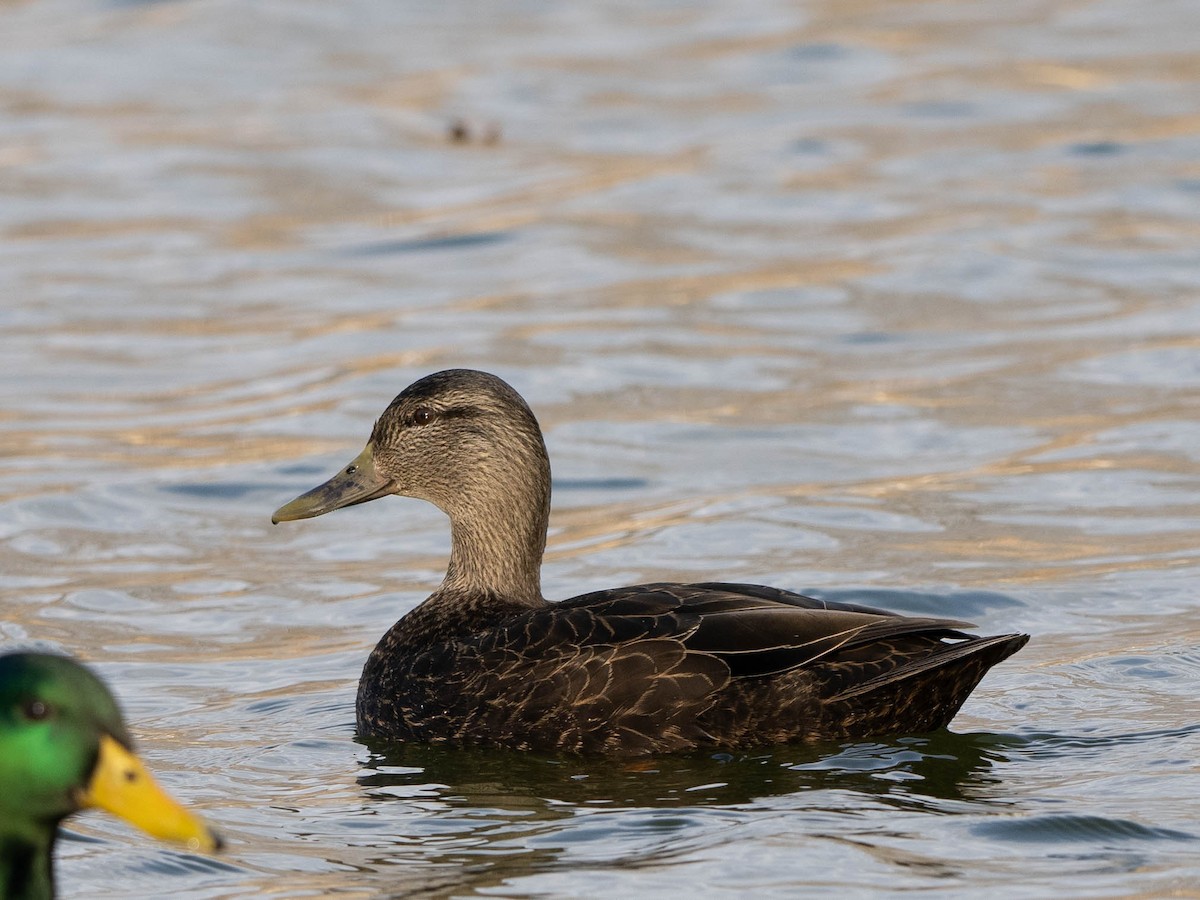 American Black Duck - Rad Widmer