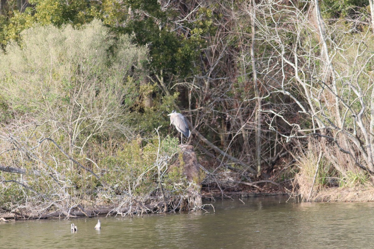 Great Blue Heron - ML524975011