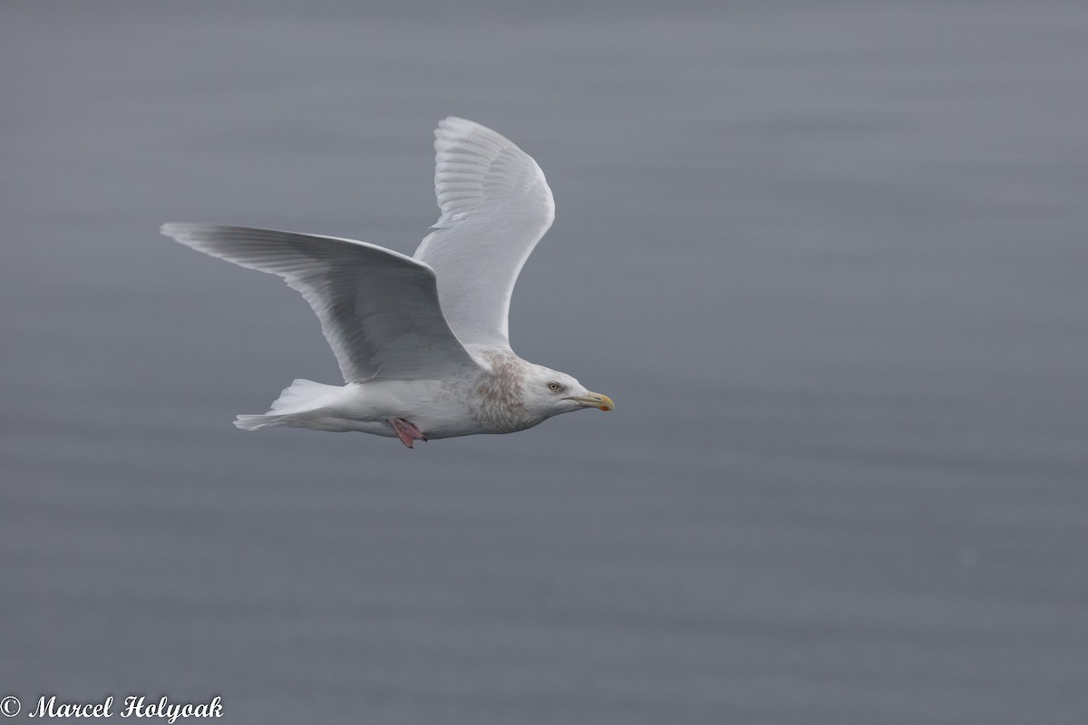 Glaucous Gull - ML524975381