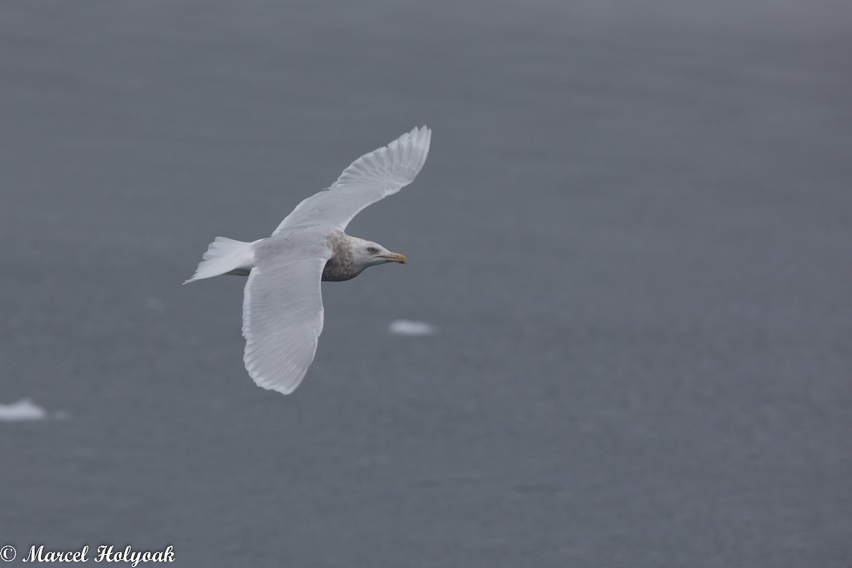 Glaucous Gull - ML524975411