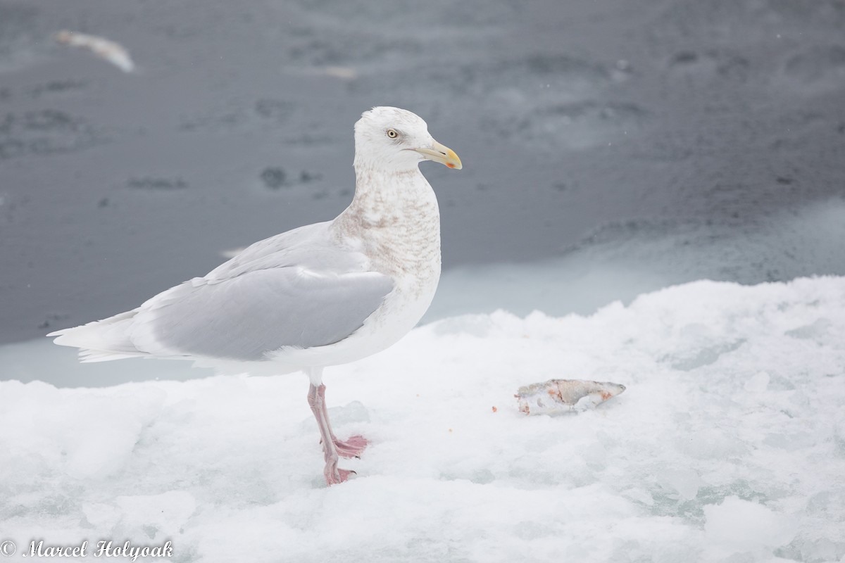 Glaucous Gull - ML524975421