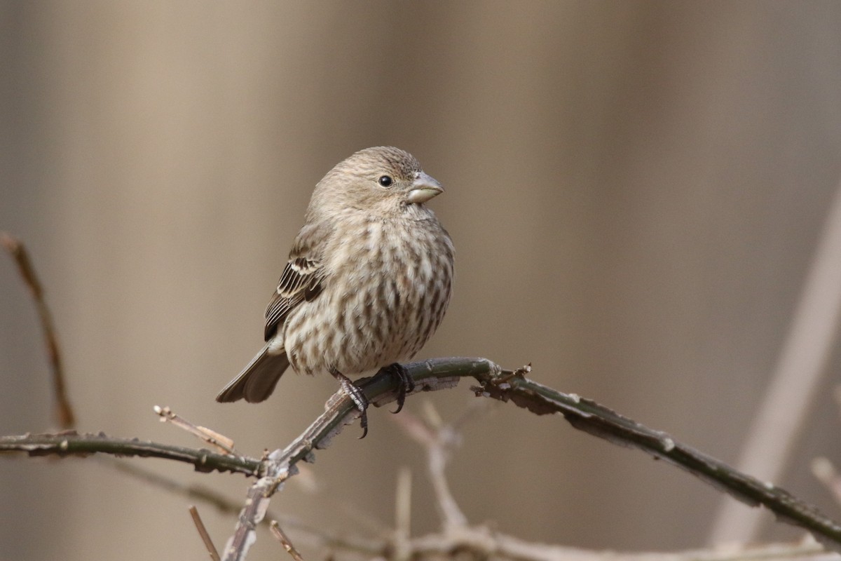 House Finch - Alan Malina