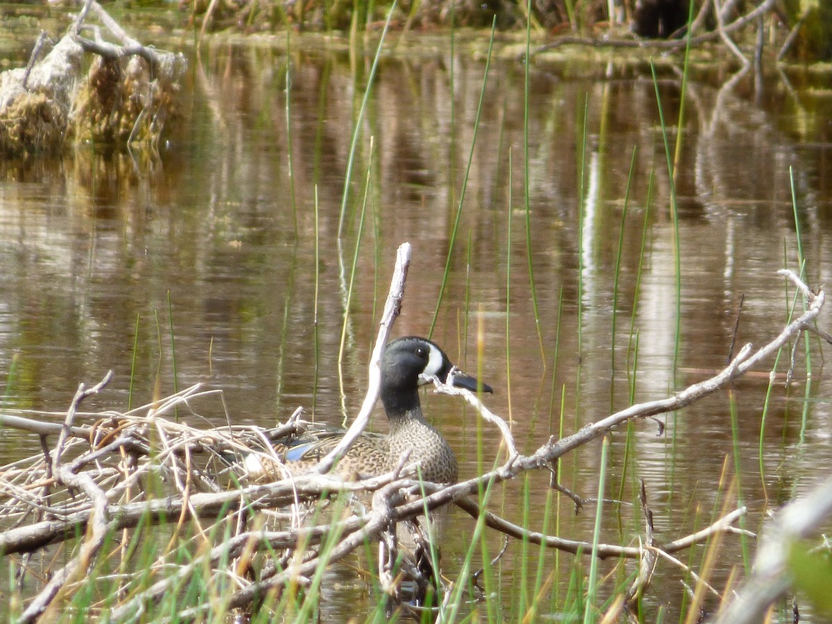 Blue-winged Teal - Tarra Lindo