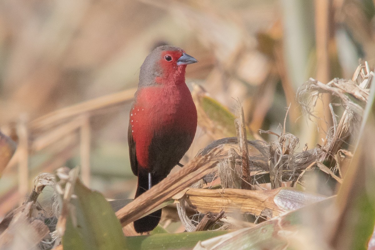 African Firefinch - Clinton S. Boyd