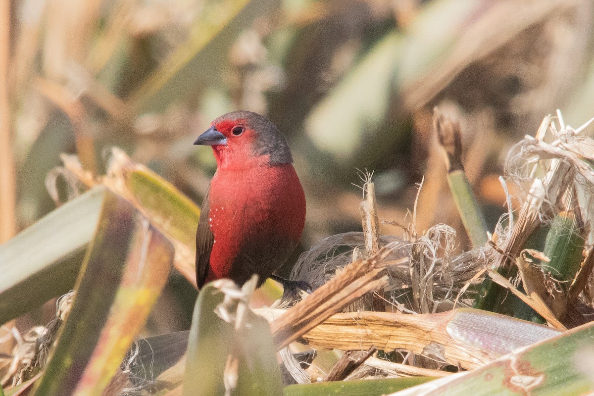 African Firefinch - Clinton S. Boyd