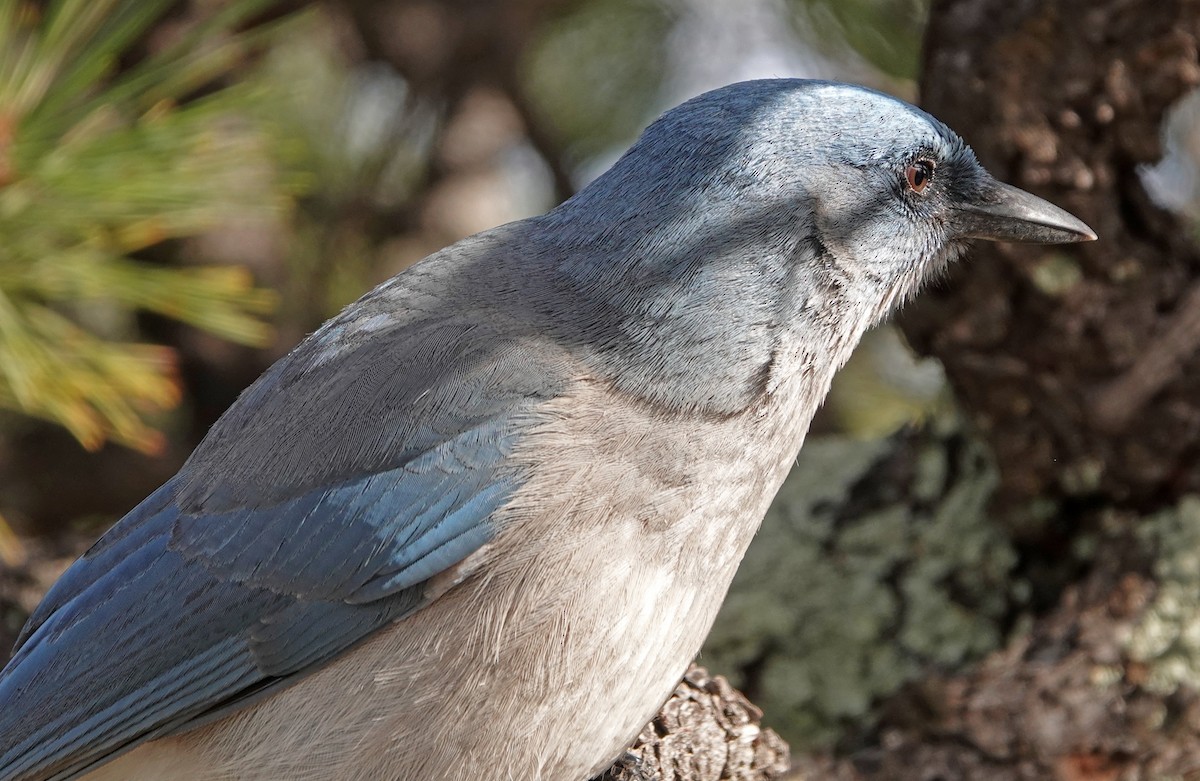 Mexican Jay - ML524979041