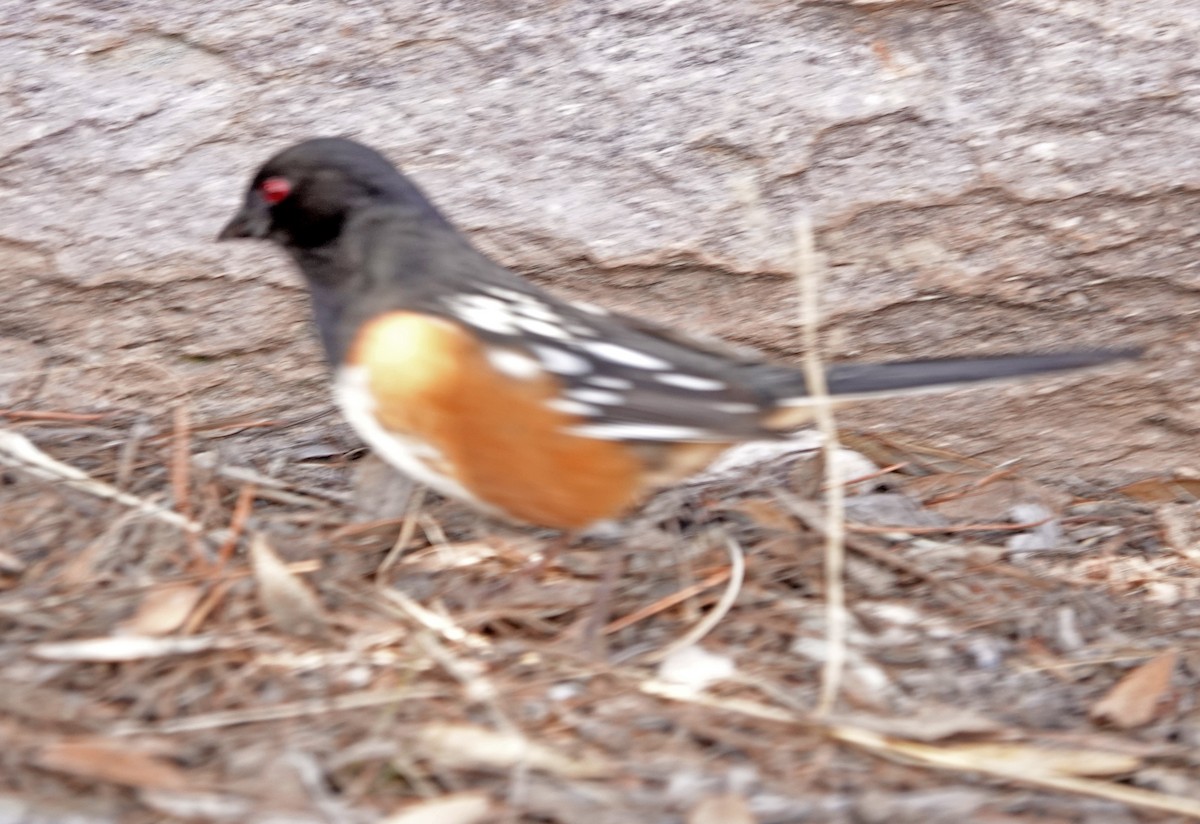 Spotted Towhee - ML524979151