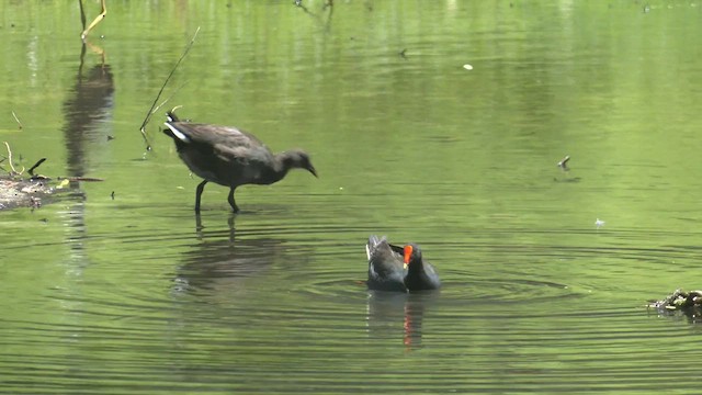 Dusky Moorhen - ML524979421