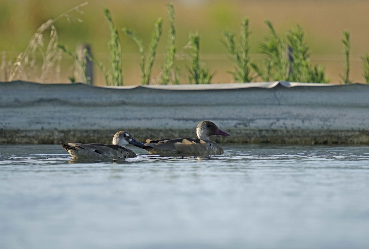 アカアシコガモ - ML524979901