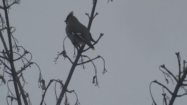 Bohemian Waxwing - ML524981011