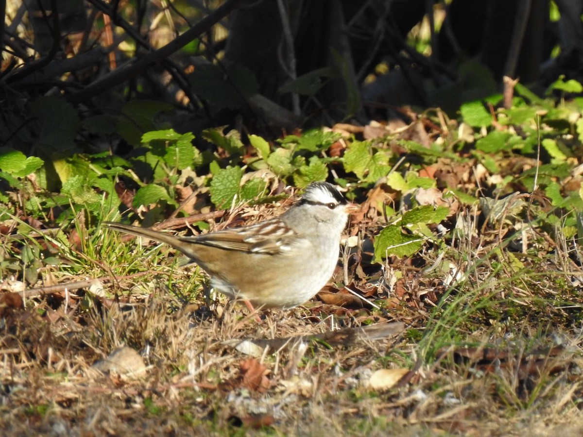 White-crowned Sparrow - ML524981321