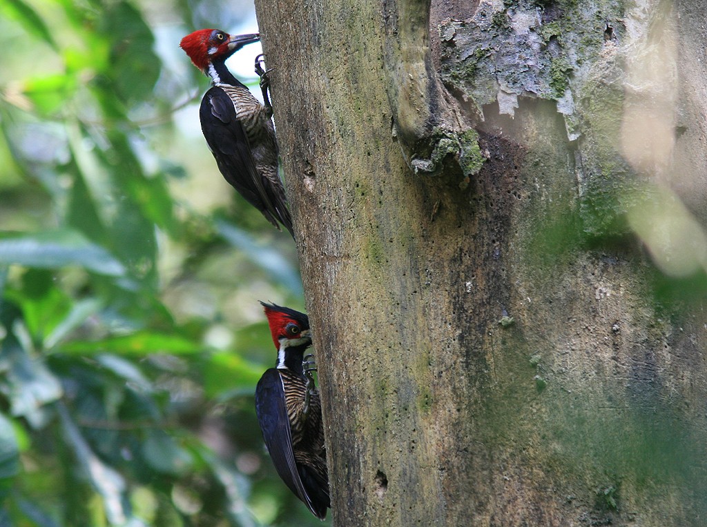 Crimson-crested Woodpecker - ML524981421