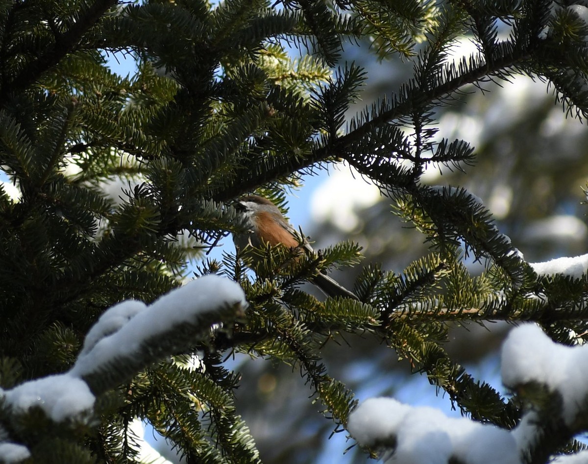 Boreal Chickadee - ML524981691