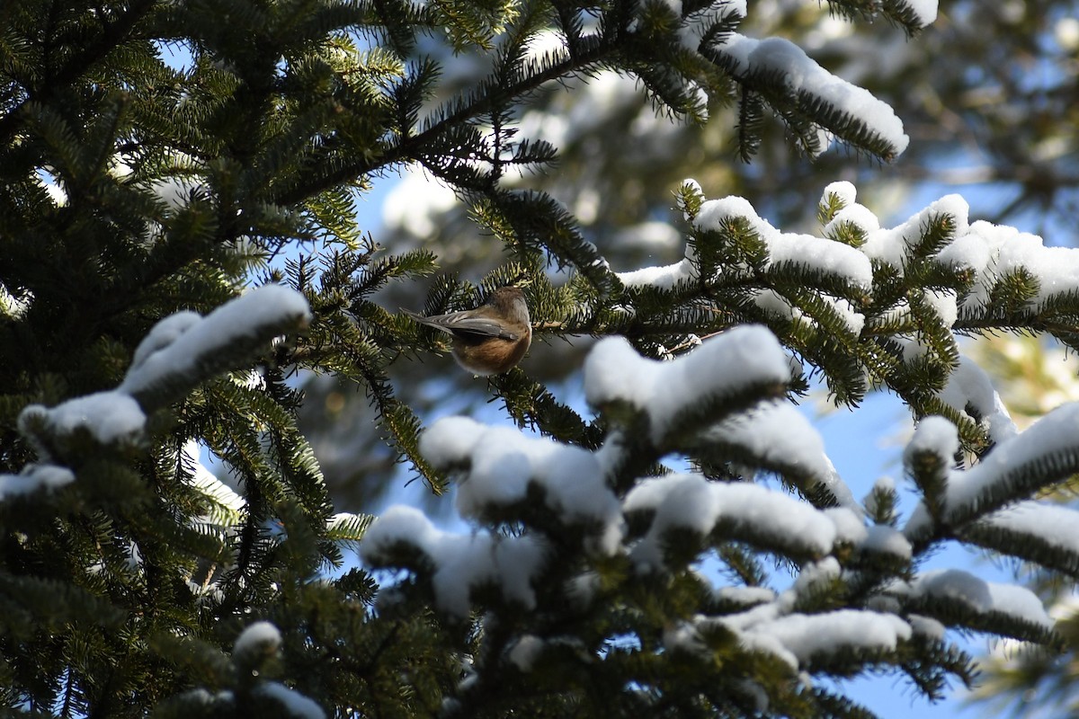 Boreal Chickadee - ML524981701