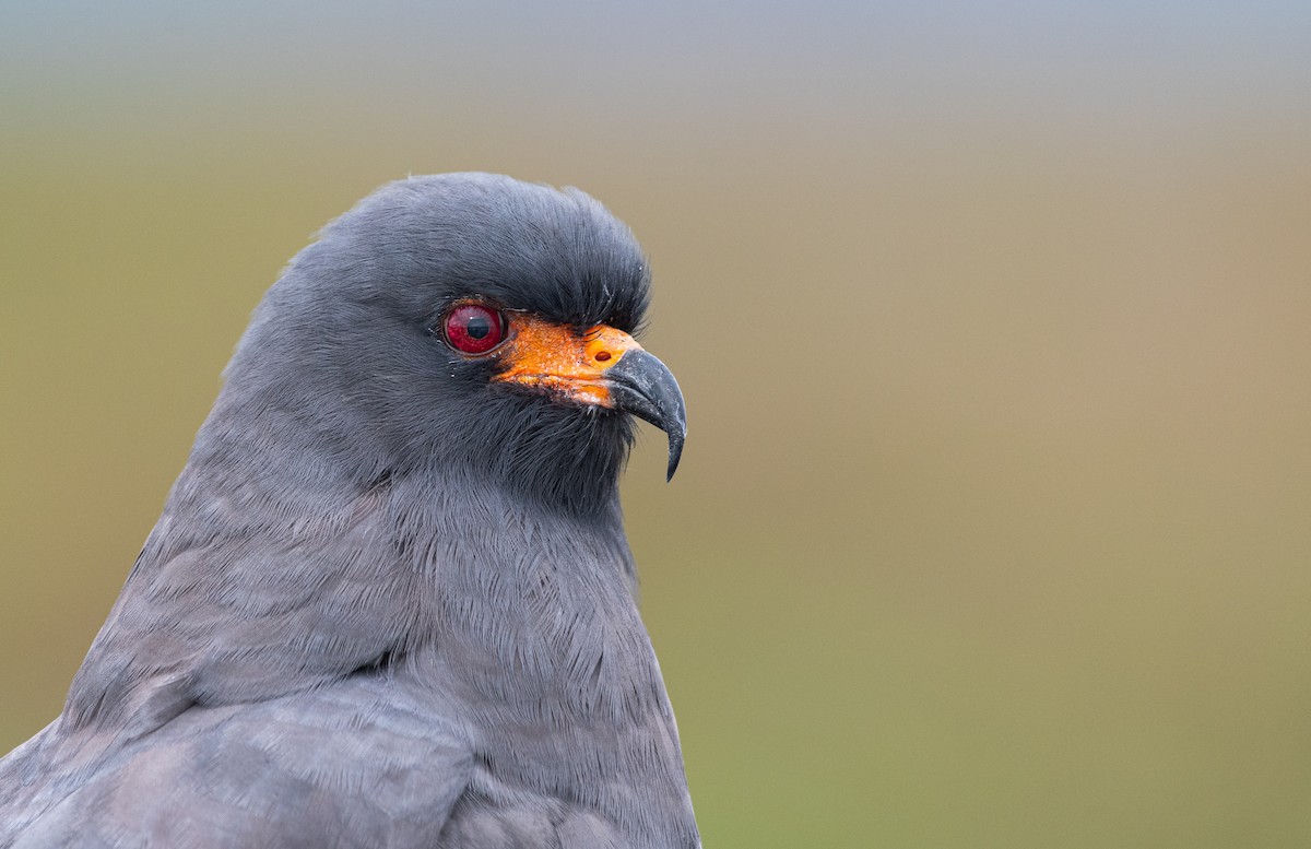 Snail Kite - ML524981751
