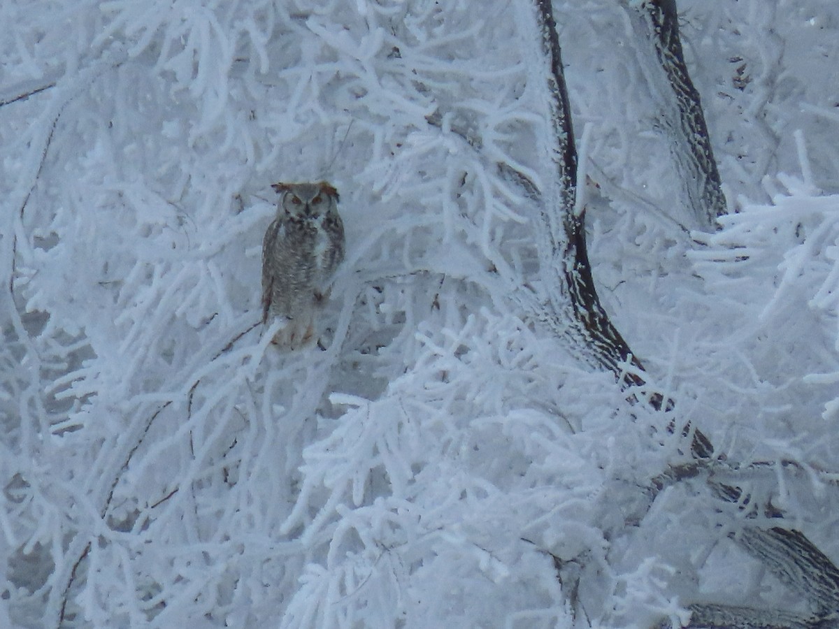 Great Horned Owl - ML524982231