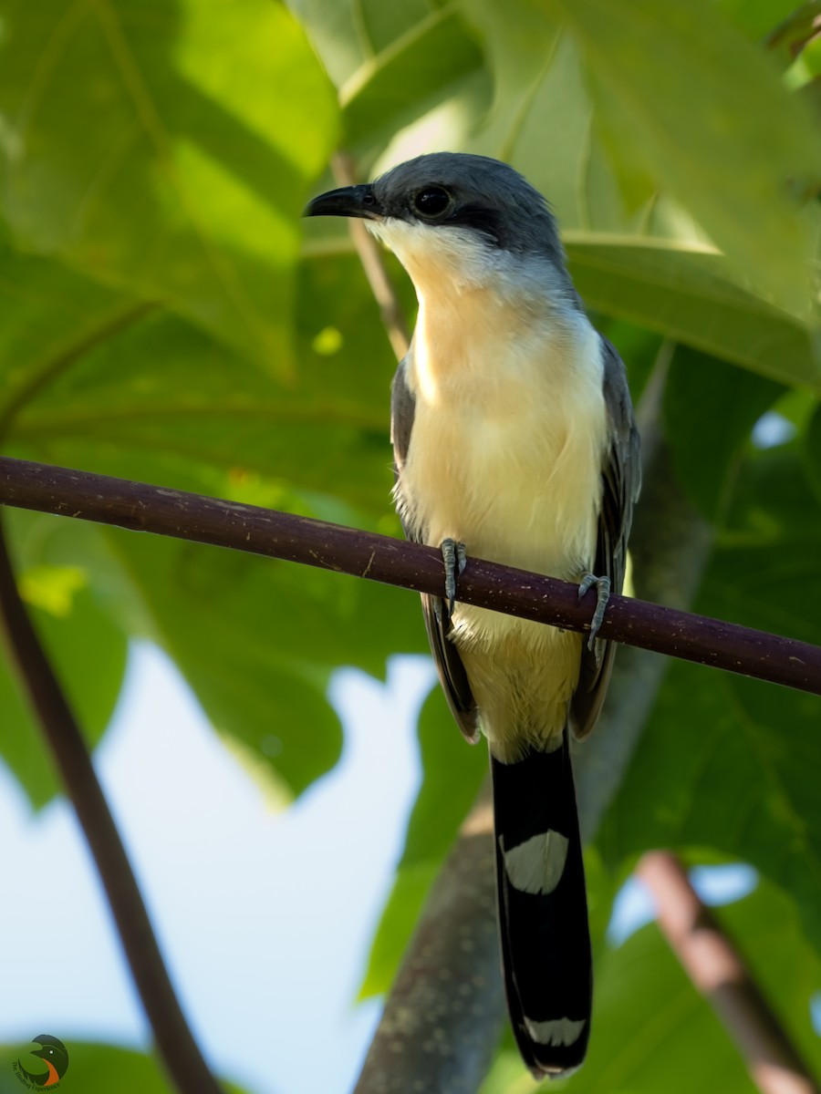 Dark-billed Cuckoo - ML524983871