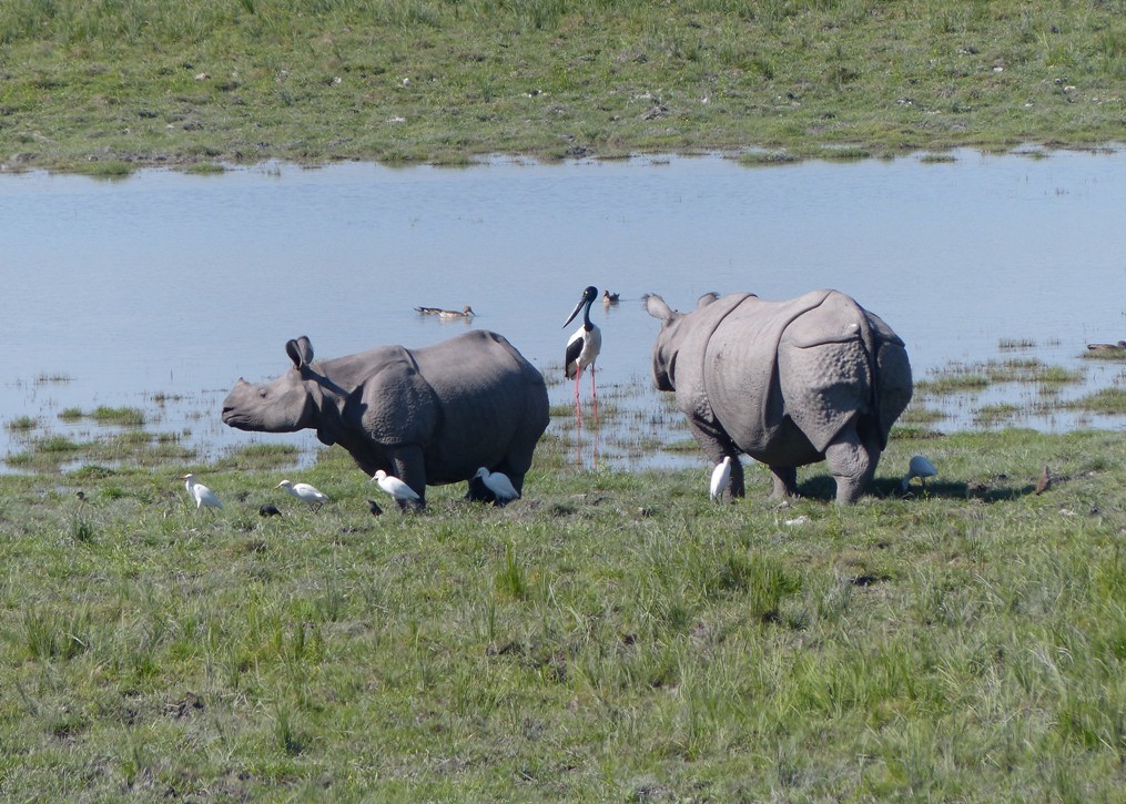 Black-necked Stork - ML52498421