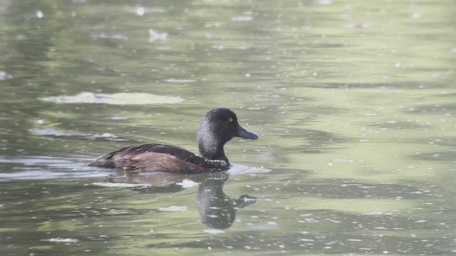 New Zealand Scaup - ML524984291