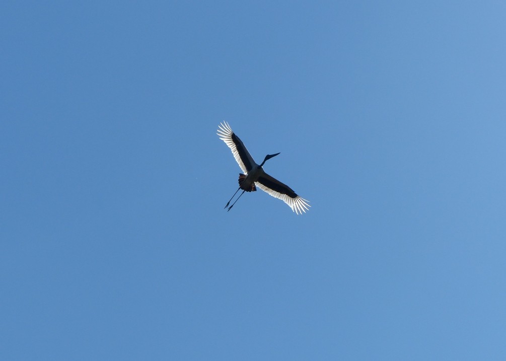 Black-necked Stork - ML52498431