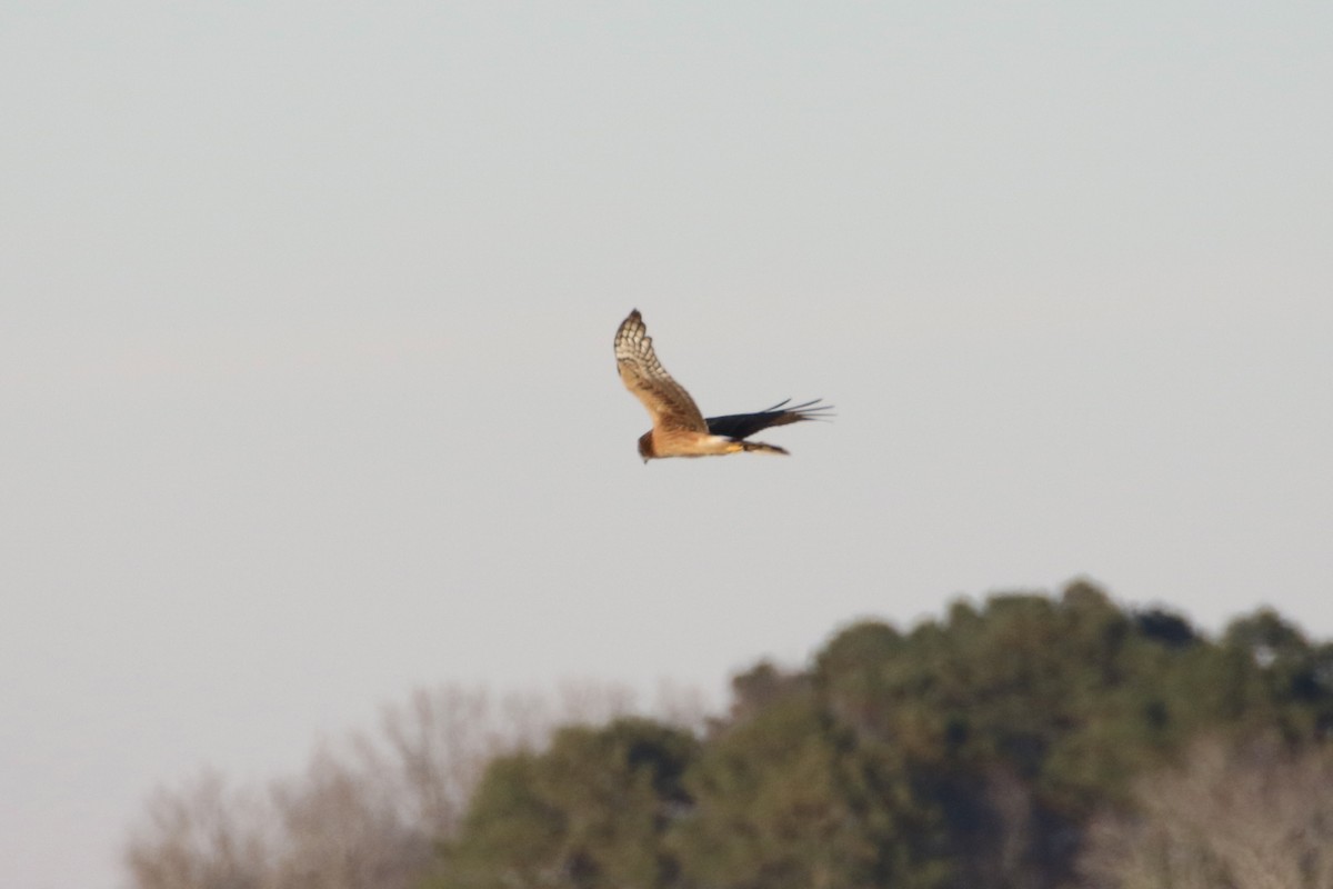 Northern Harrier - ML524984381