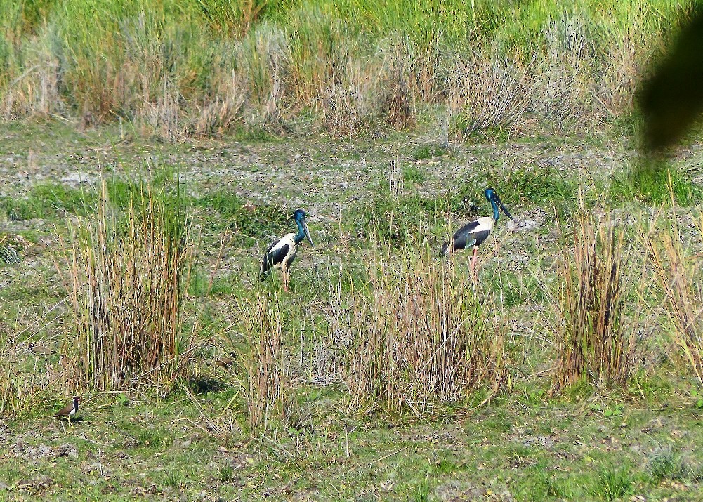 Black-necked Stork - ML52498451