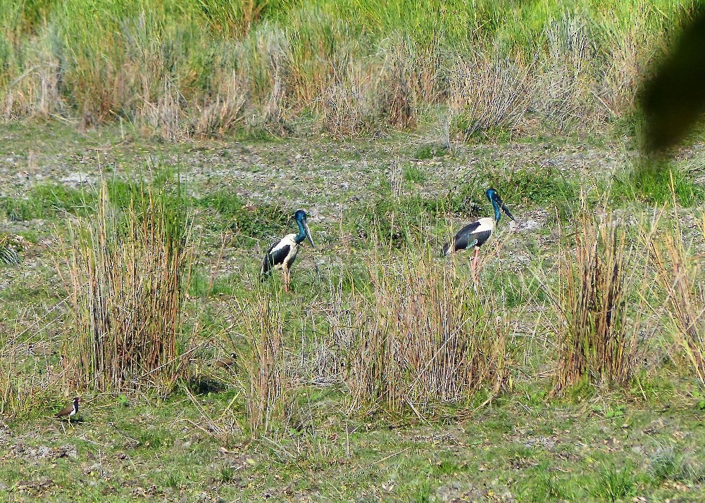 Jabiru d'Asie - ML52498451