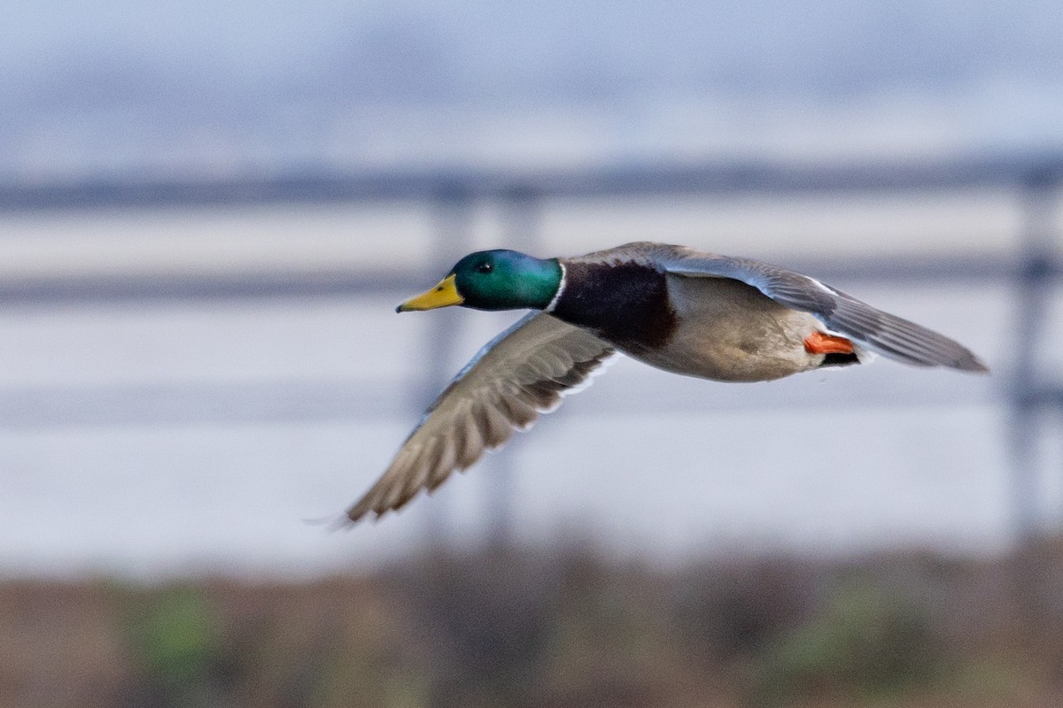 Mallard - ML524984991